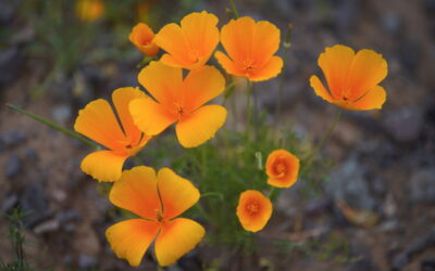 Catalina & Picacho State Parks